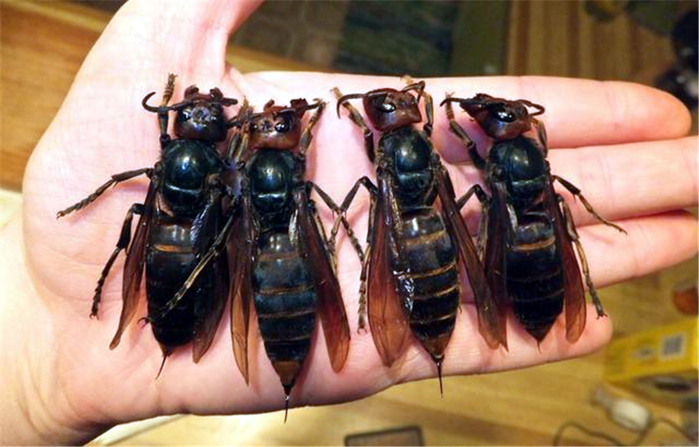 世界上最大的蜜蜂有大拇指粗比普通蜜蜂大4倍翼展可达6厘米