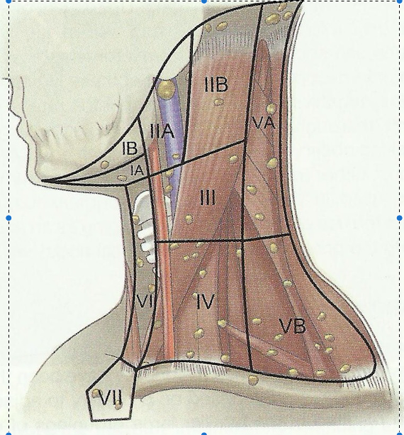 甲状腺区域六区图图片