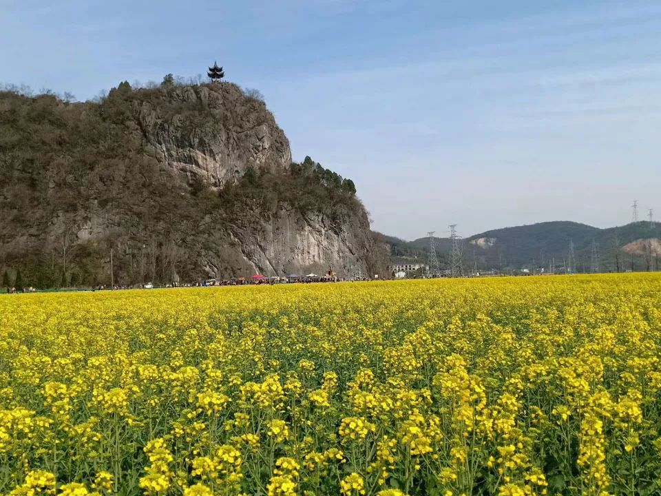 阳春三月狮子山油菜花刷爆你的朋友圈