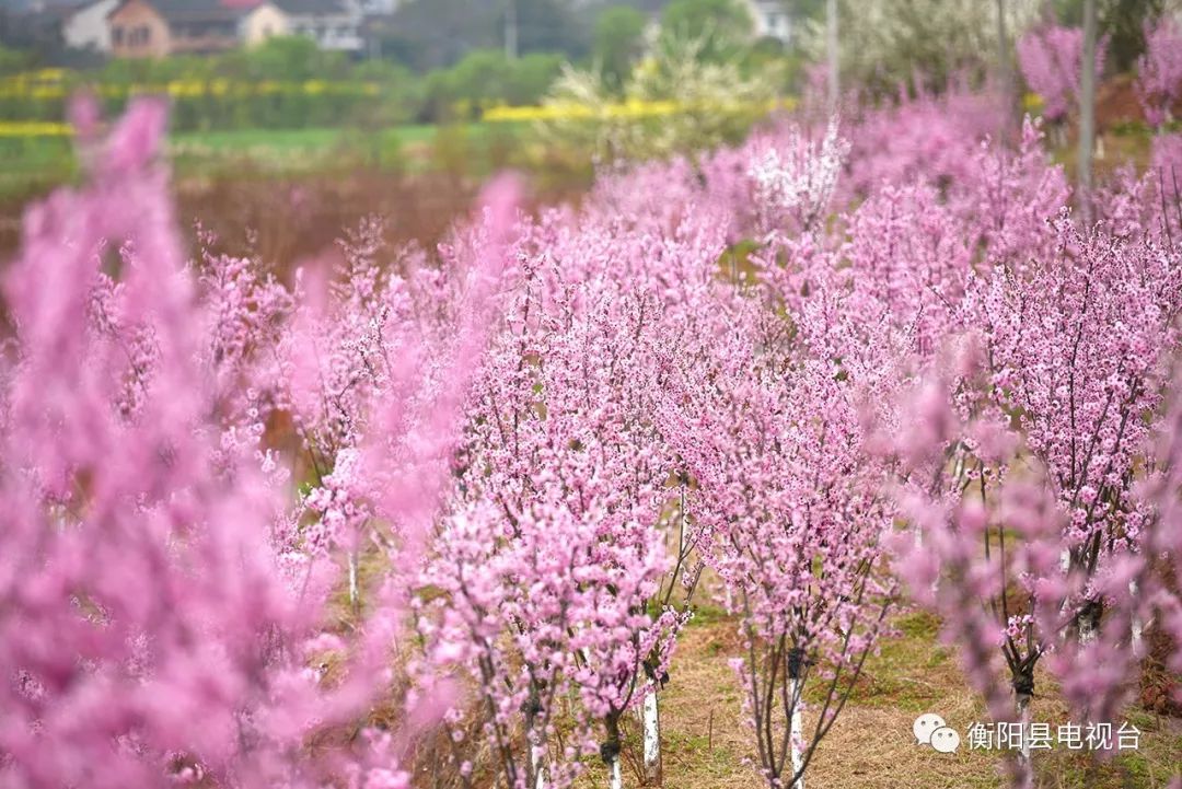 今日頭條夭夭桃花等你來撩渣江玉麟桃園萬株桃花開了