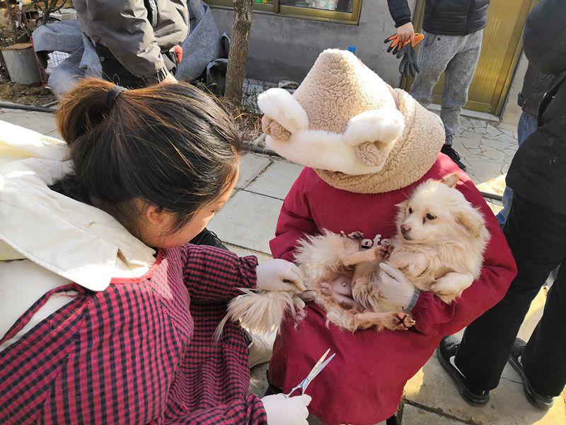 領養代替購買丨探訪臨沂市最大流浪動物救助站不止於感動