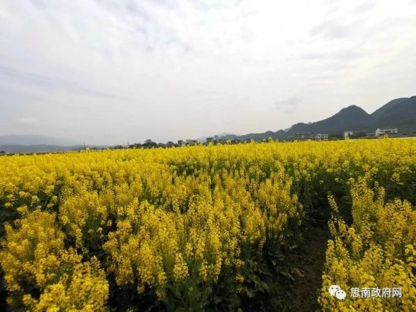 3月中旬,思南縣塘頭鎮機場壩千畝油菜花相繼綻放,迎來了最佳觀賞期