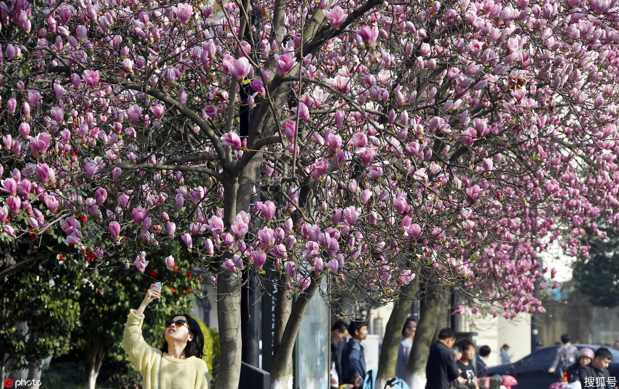 杭州的市树市花图片