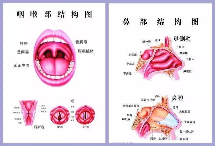 咽与喉的区别图片