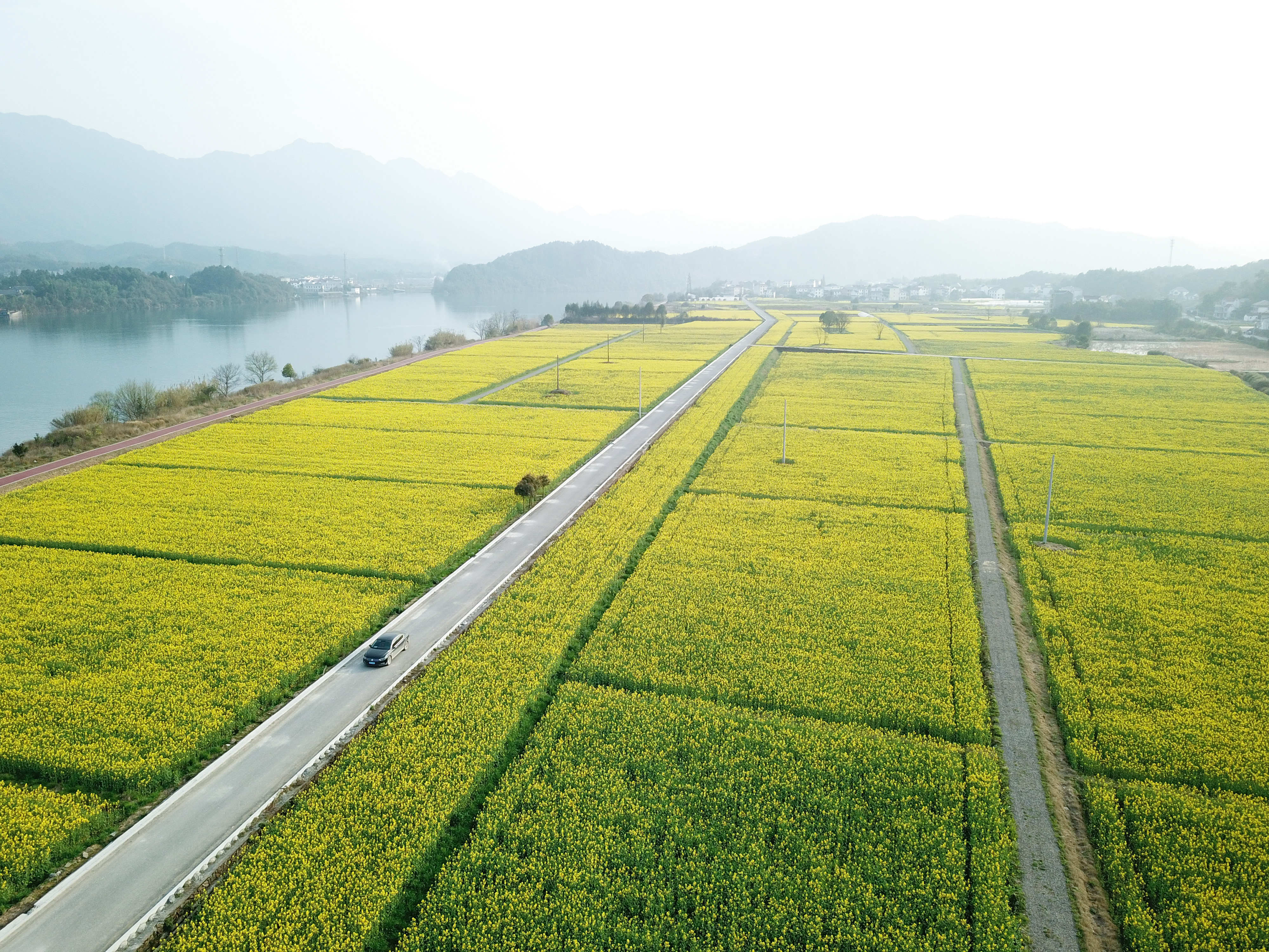 畅游油菜花海