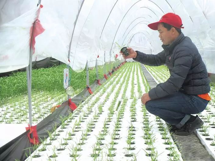 看见用地膜做成的长水池里,泡沫上种植的空心菜长得郁郁葱葱,园主正在