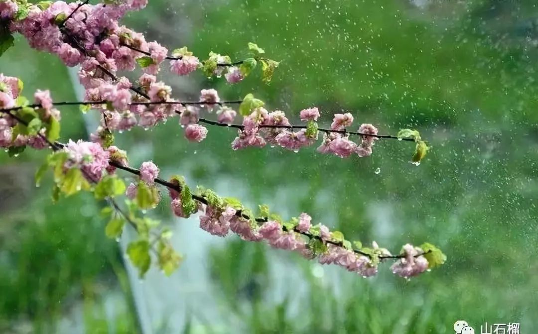 詩歌孫殿榮春雨