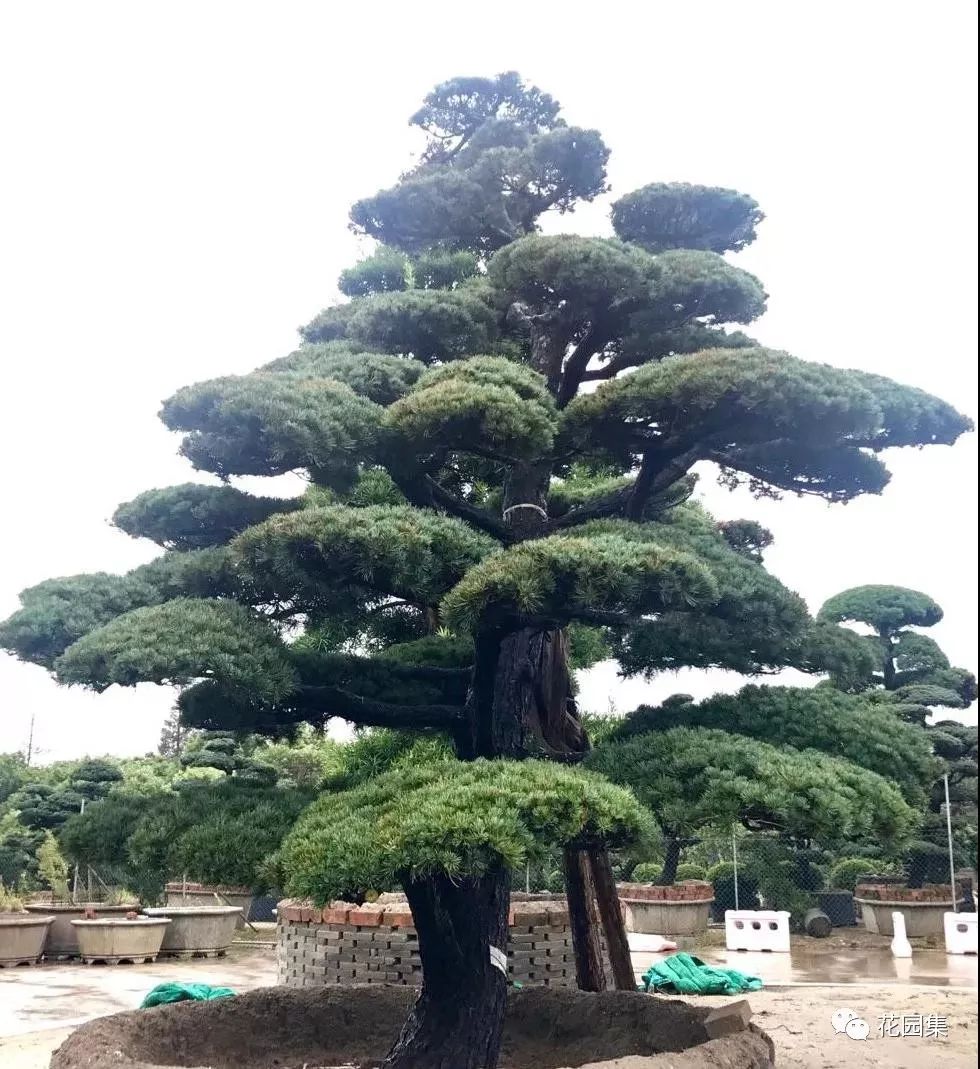 五针松姿态端正,是观赏价值很高的树种,既是庭园点缀布置的佳品,又是