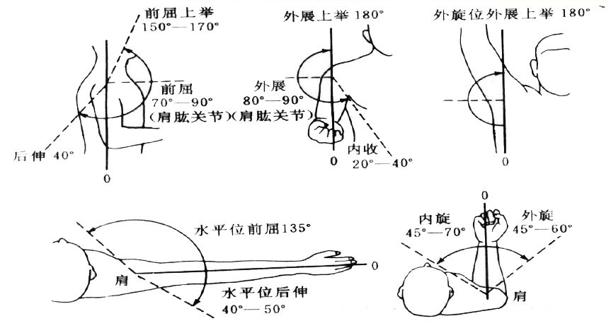 但其他三个关节的活动,可使广义的肩关节仍有较大的活动范围动诊:应