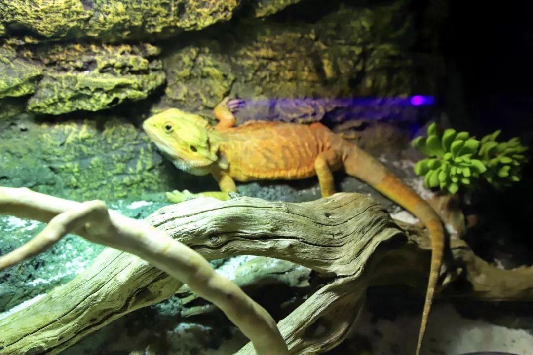 3000㎡天河城這家超大室內動物園來了龍貓羊駝浣熊水豚現實版瘋狂動物