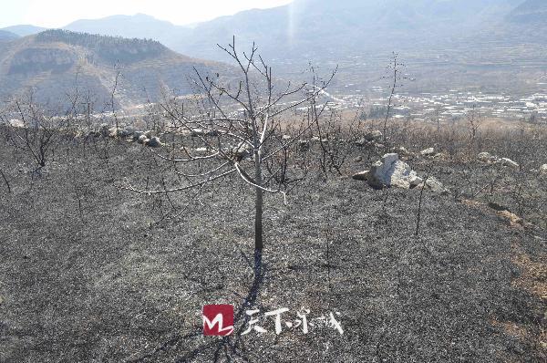 14日火情发生后,长清区各方救援力量约300余人和两架飞机迅速赶到现场