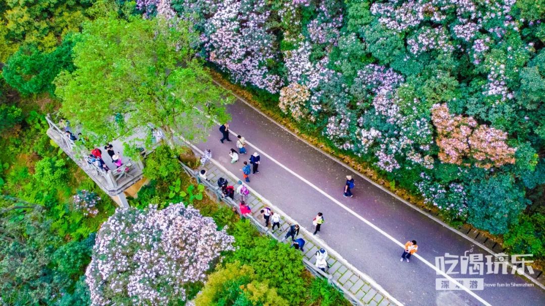 深圳梧桐山花海图片