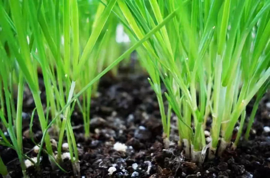 此階段的溫度,溼度都比較適宜韭菜發芽和生長,當日氣溫穩定在15~18度