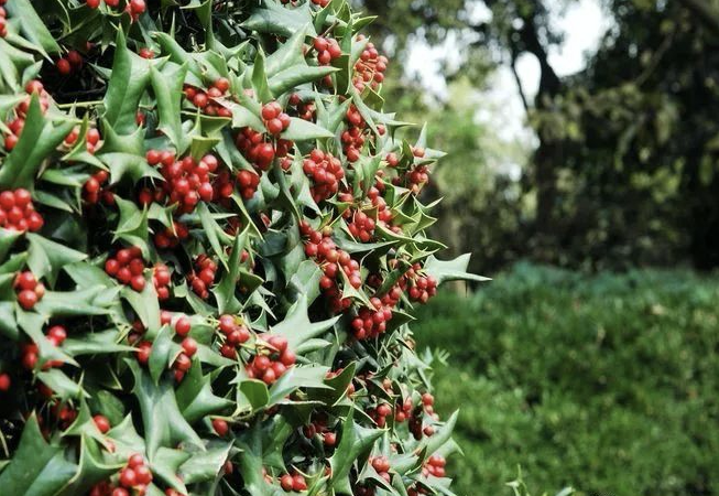 涨知识绿化带里常见的17种红色果实你认识几种