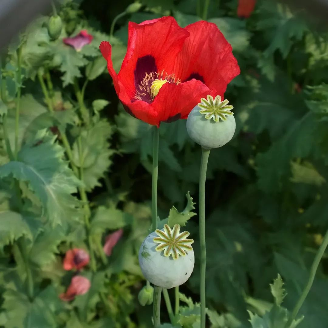 从花瓣上看,罂粟花有重瓣的