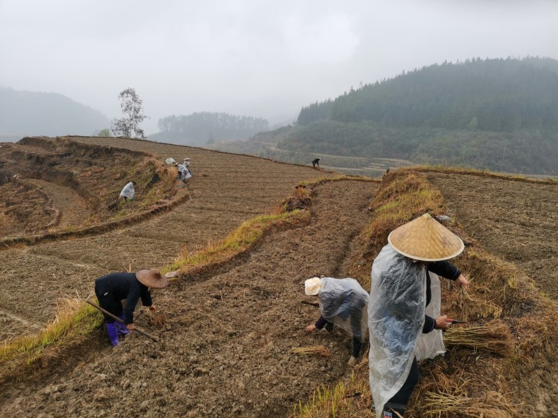 下江镇巨洞村种桑养蚕项目,投入扶贫资金16万元,用于采购桑苗,蚕苗