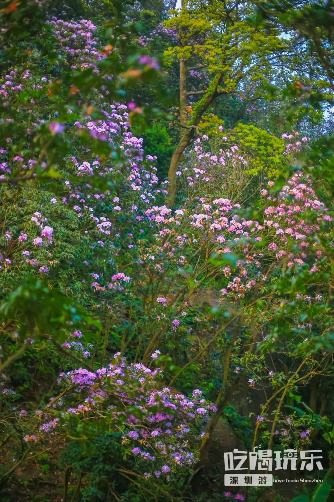 深圳梧桐山花海图片