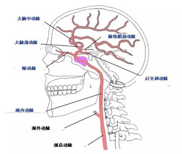 颅内动脉分段解剖图图片