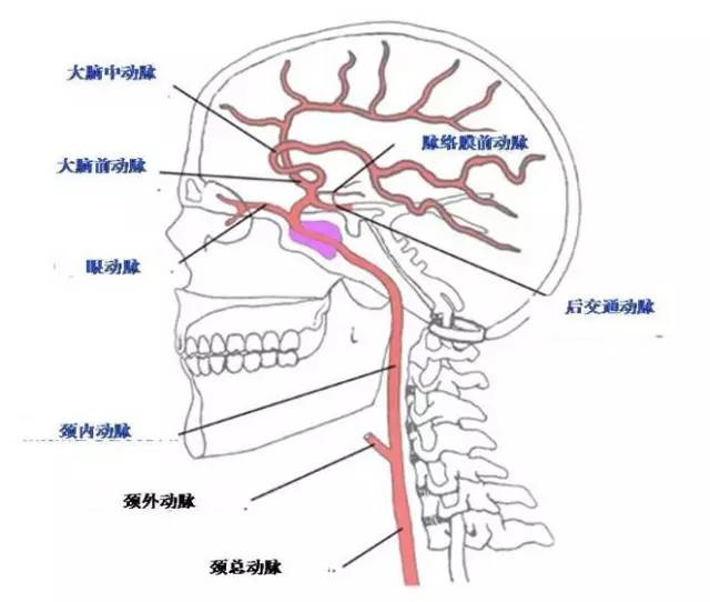 大脑动脉分支图片