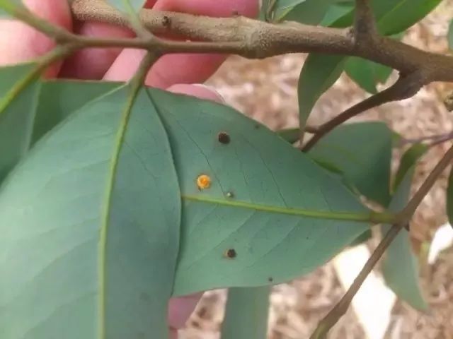 芒果介壳虫要怎么防治提高果园透风透光度