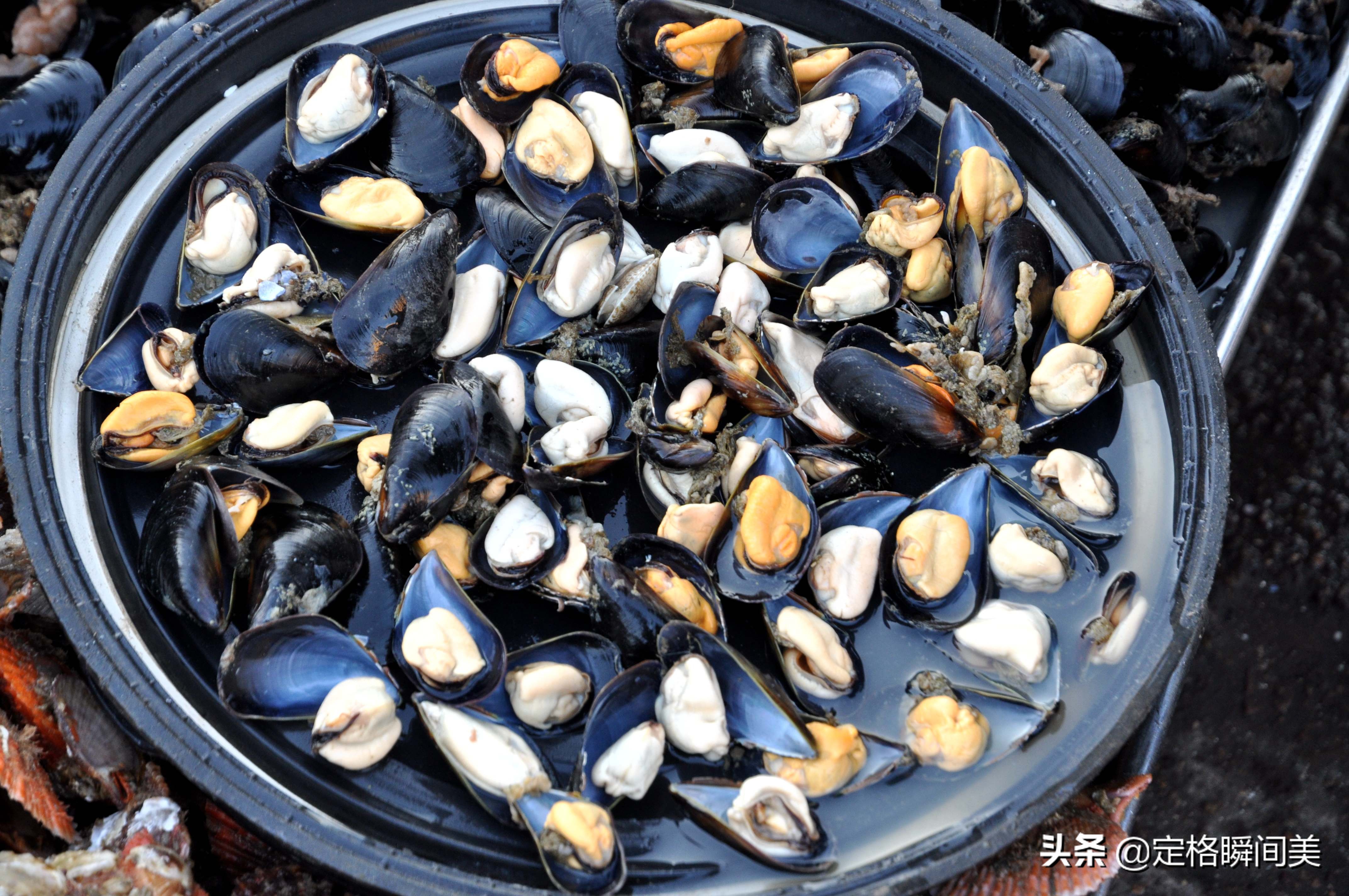 开春青岛贝类海鲜喜获丰收 海虹白菜价10元5斤 面条鱼10元2斤