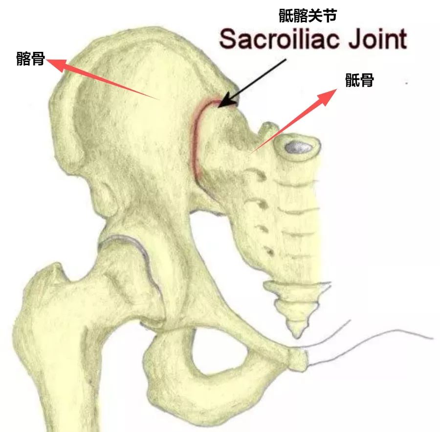 髂骨隆起图片