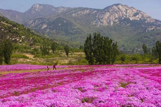 新泰莲花山花海图片