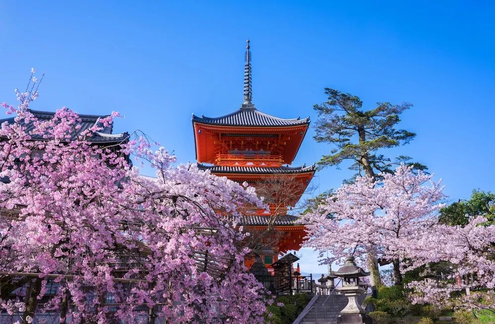 京都鸭川樱花图片