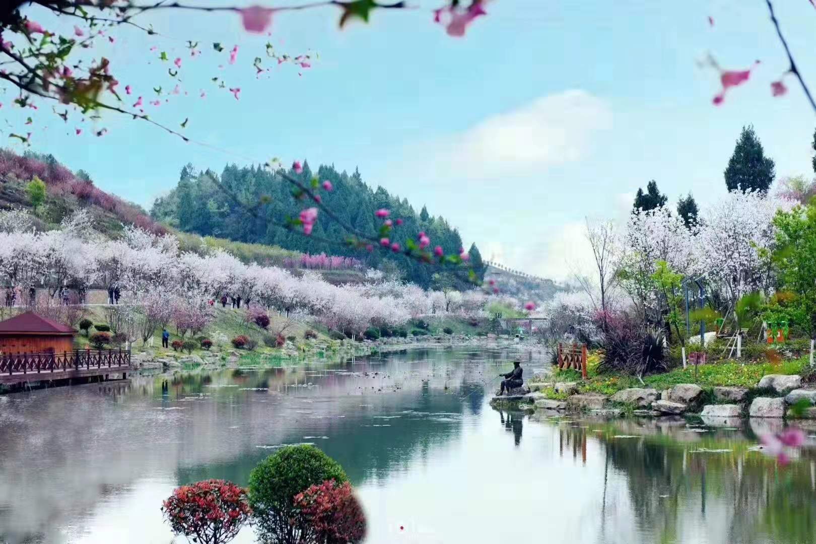 遵義新蒲櫻花谷開園啦!花開成景,花落成詩!