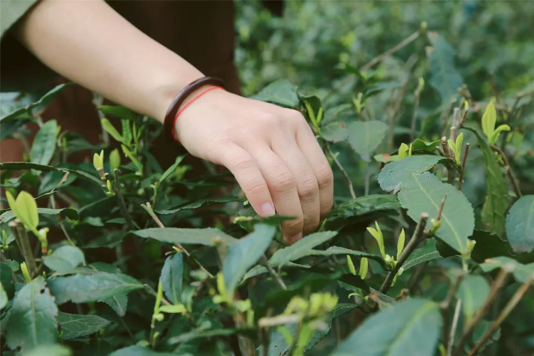 明前龙井一般采摘一芽一叶为多,采摘茶叶时一定要注意不能用指甲掐,要