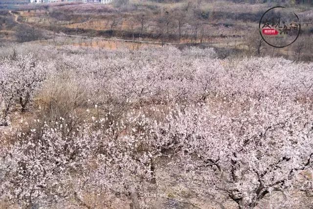 山坡上,田野里,成片的杏林 装点着美丽的乡村.