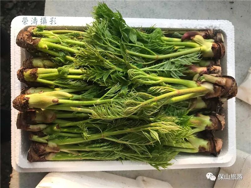 赤龙牙野菜图片图片