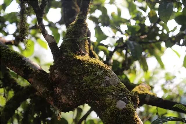 小戶賽,賽冰島:勐庫茶區最具潛力的一匹黑馬_茶樹