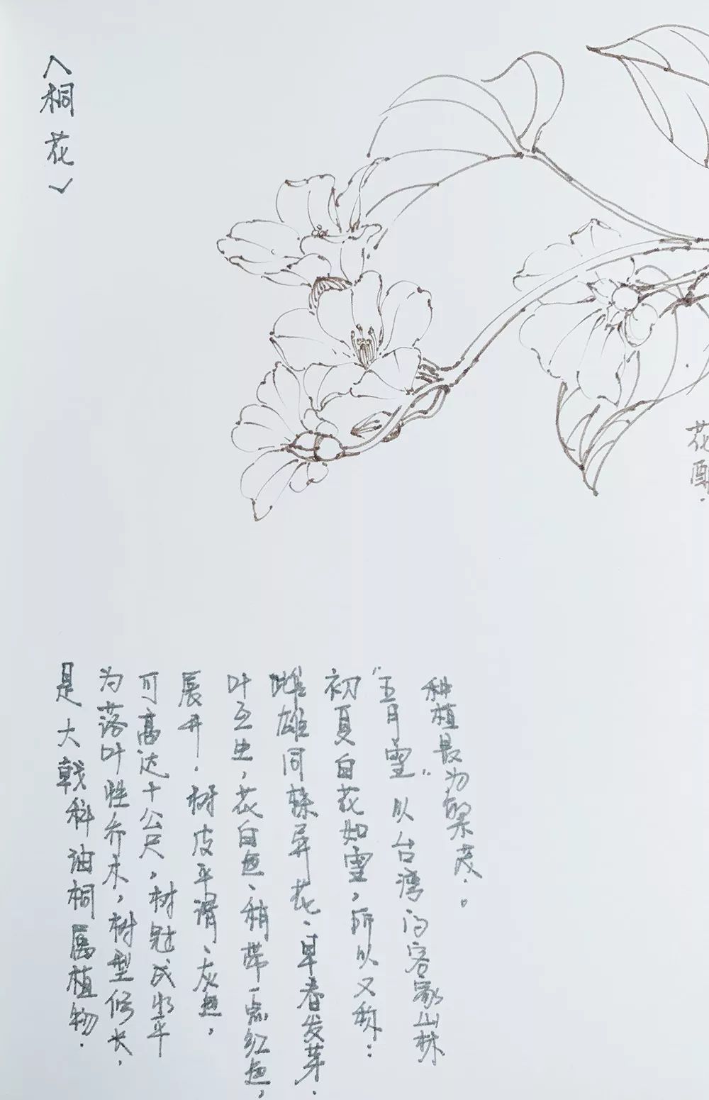 每日一画 \\ 百花植物图谱汇