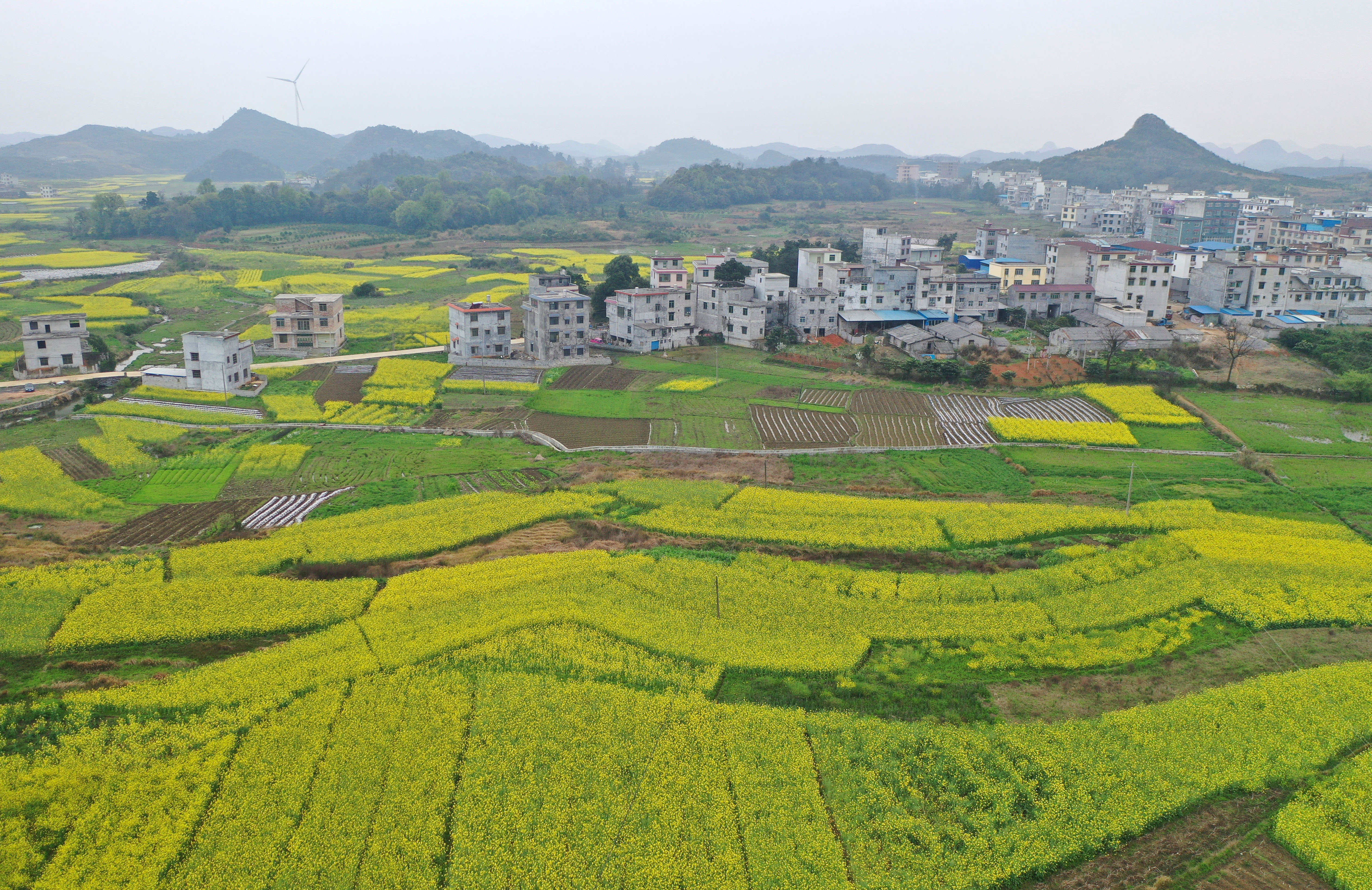 麦田乡音油菜花开图片