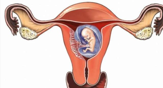 怀孕的肚子结构图图片