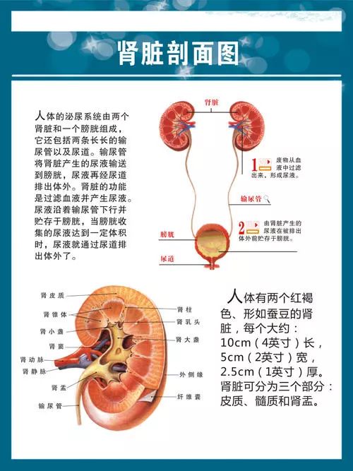 肾脏体表投影图片