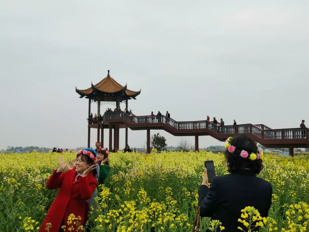 关注油菜花节在沙洋张池开幕新鲜高清现场图出炉另附旅游线路