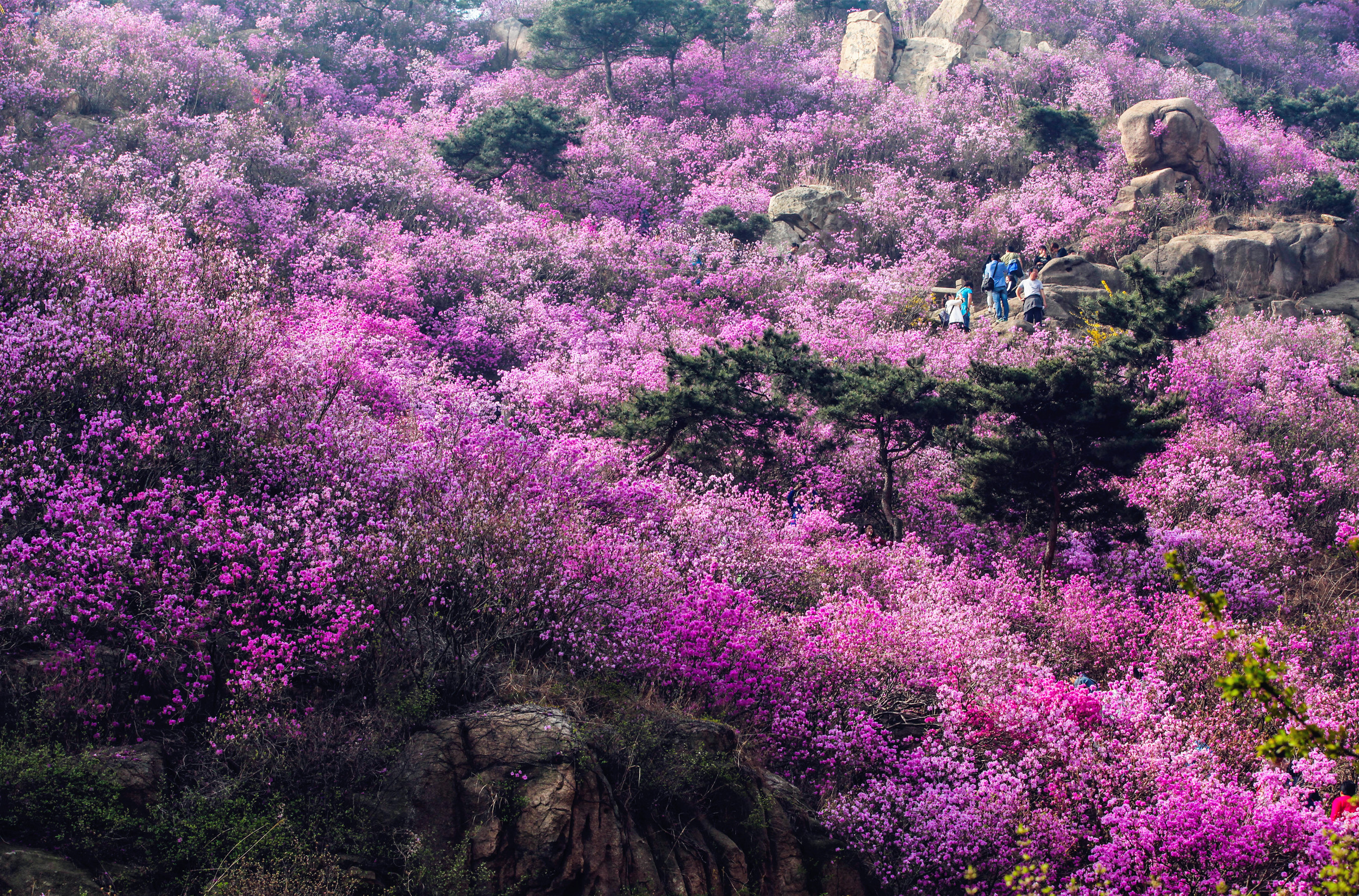 青岛大珠山的杜鹃花成为花的海洋