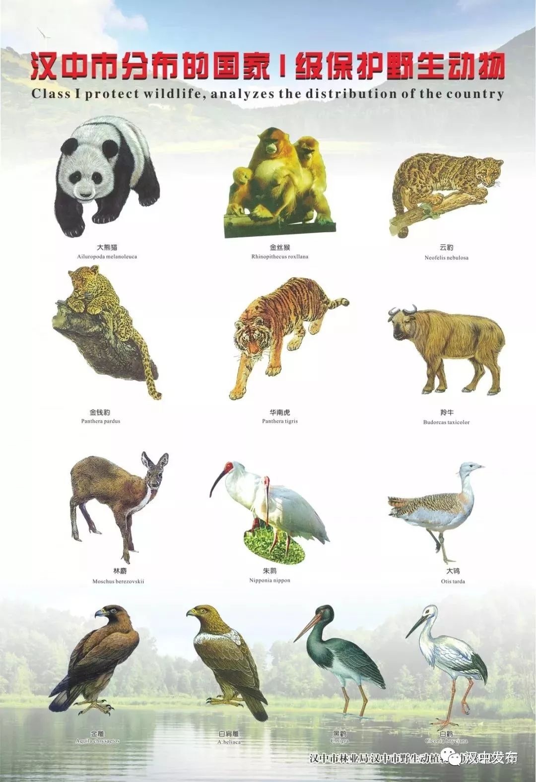 汉中野生保护动物有哪些?