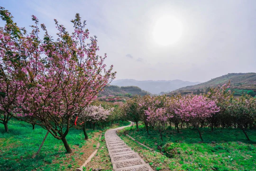 宁波樱花基地图片