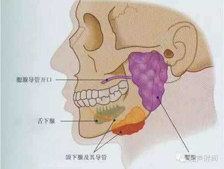 小涎腺位置图片