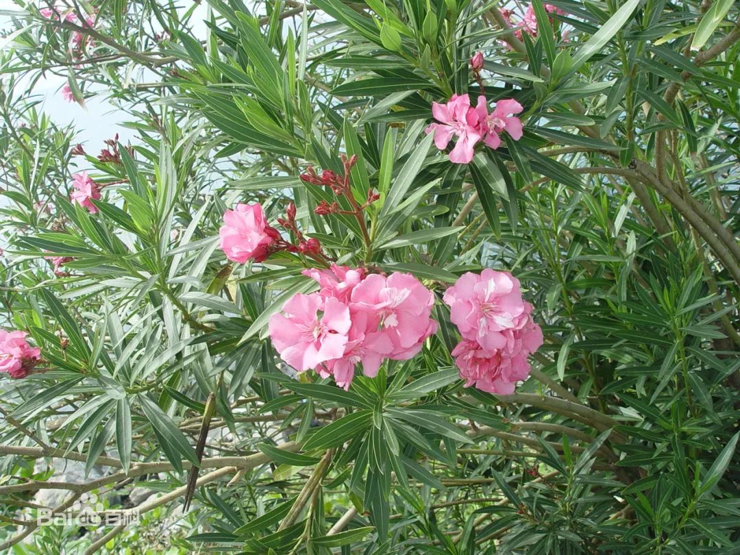 每日一画 百花植物图谱汇(九)