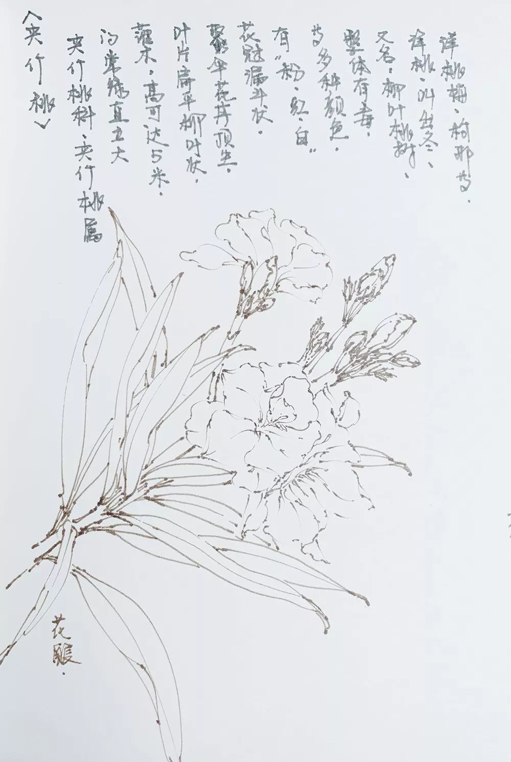 每日一画 百花植物图谱汇(九)