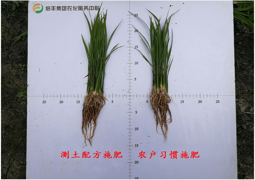 倍丰大豆专用复合肥图片