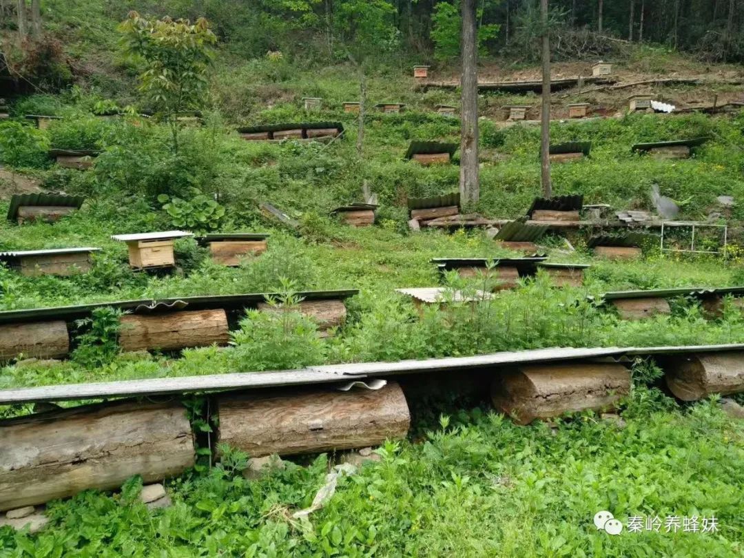 山上养蜂蜜图片大全图片