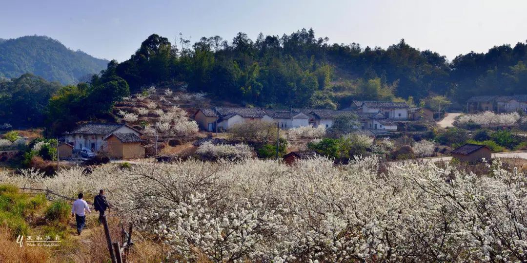 红椎林母林采种基地—南万红椎林生态保护区陆河人爱花爱得有点疯狂