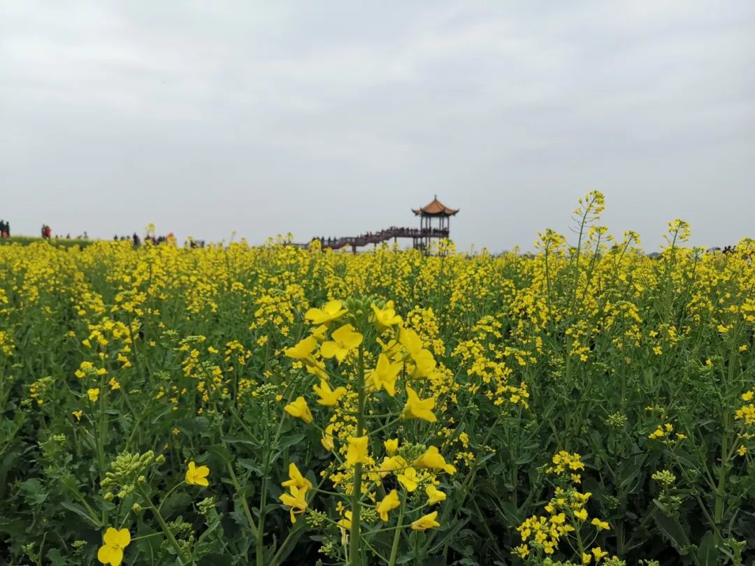 關注油菜花節在沙洋張池開幕新鮮高清現場圖出爐另附旅遊線路