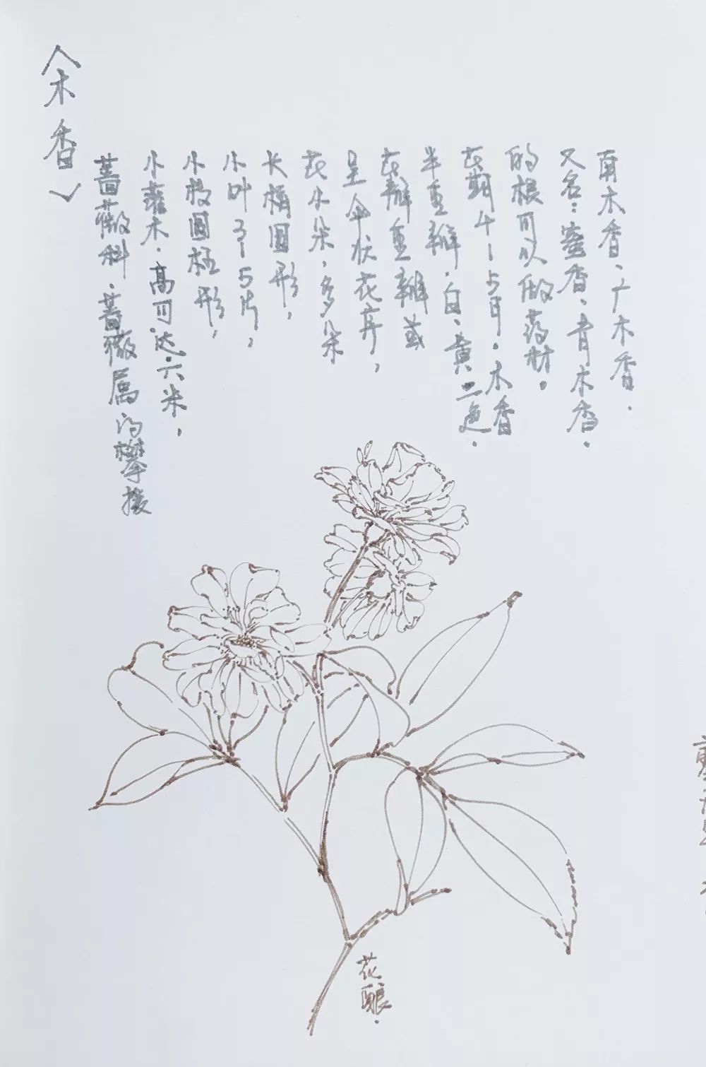 木香花简笔画图片