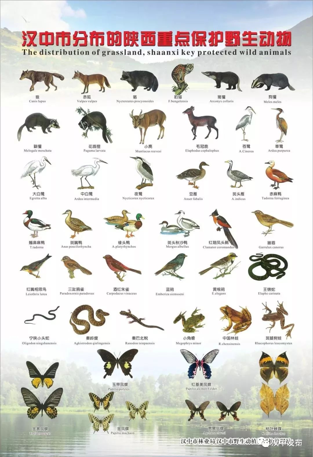 100种动物的名字和图片图片